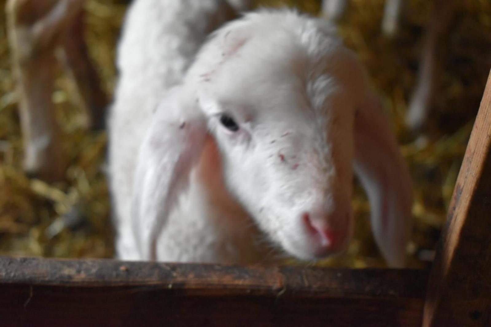 Séjour à la ferme Nockhof Innsbruck